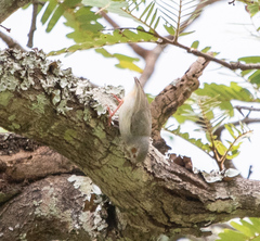 Sylvietta ruficapilla