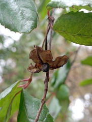 Crinodendron patagua
