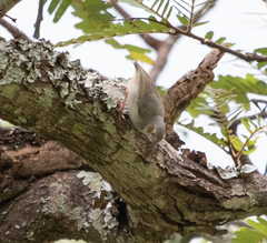 Sylvietta ruficapilla