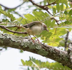 Sylvietta ruficapilla