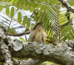 Sylvietta ruficapilla