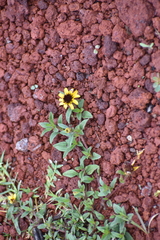 Sanvitalia procumbens