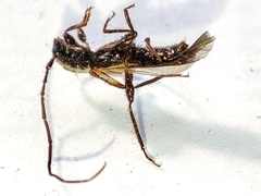 Molorchus umbellatarum