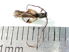 Molorchus umbellatarum