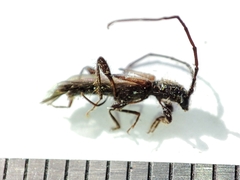 Molorchus umbellatarum