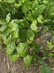 Polygonatum latifolium