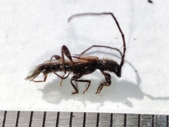 Molorchus umbellatarum