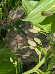 Polygonatum latifolium