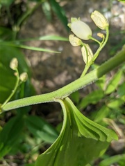 Polygonatum latifolium