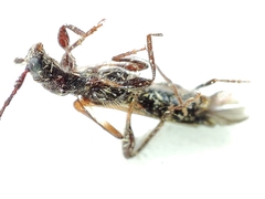 Molorchus umbellatarum