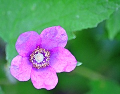 Rubus odoratus