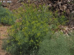 Bilacunaria boissieri
