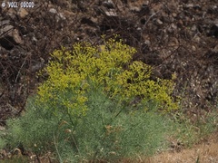 Bilacunaria boissieri