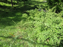 Cotoneaster tomentosus