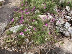 Phemeranthus calycinus