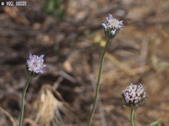 Pterocephalus plumosus