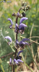 Salvia indica