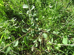 Cotoneaster tomentosus