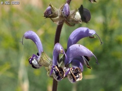 Salvia indica