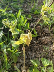 Chaerophyllum nodosum