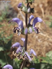 Salvia indica