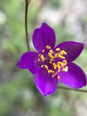 Phemeranthus calycinus