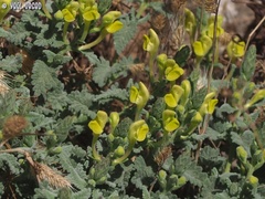 Scutellaria tomentosa