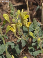 Scutellaria tomentosa