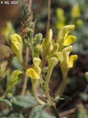 Scutellaria tomentosa