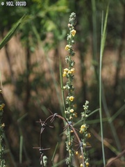 Verbascum damascenum