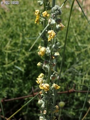 Verbascum damascenum