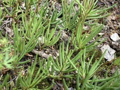 Phemeranthus calycinus