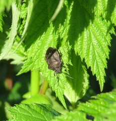 Rhacognathus punctatus