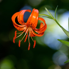 Lilium amabile