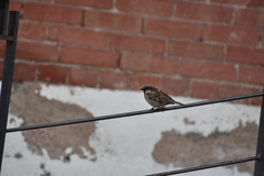 Passer domesticus