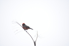 Pyrocephalus rubinus