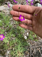 Phemeranthus calycinus