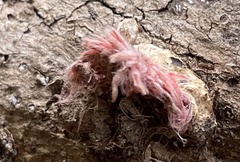 Microstoma floccosum