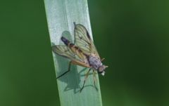 Rhagio vitripennis