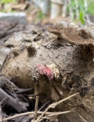 Microstoma floccosum