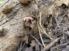 Microstoma floccosum