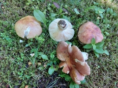 Russula carpini