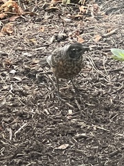 Turdus migratorius