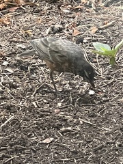 Turdus migratorius