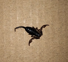 Euscorpius