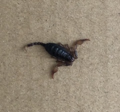 Euscorpius
