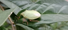 Hemiptera