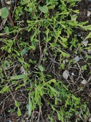 Dichodon cerastoides