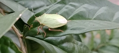 Hemiptera