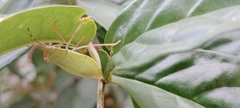 Hemiptera